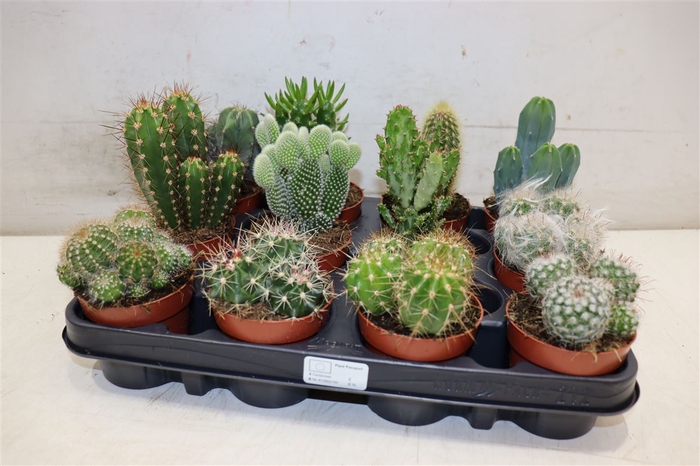 <h4>arr8 Cactus Gem</h4>