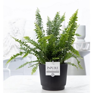 Nephrolepis Green Lady in P&PURE Liv ceramics matt black