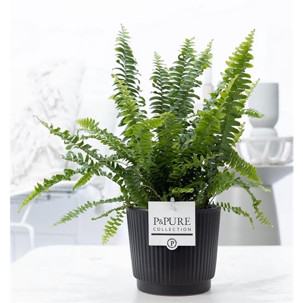 <h4>Nephrolepis Green Lady in P&PURE Liv ceramics matt black</h4>