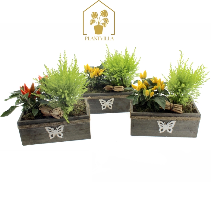 <h4>ARR TUINPLANTEN</h4>