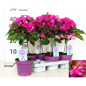 BOUGAINV VERA D P IM