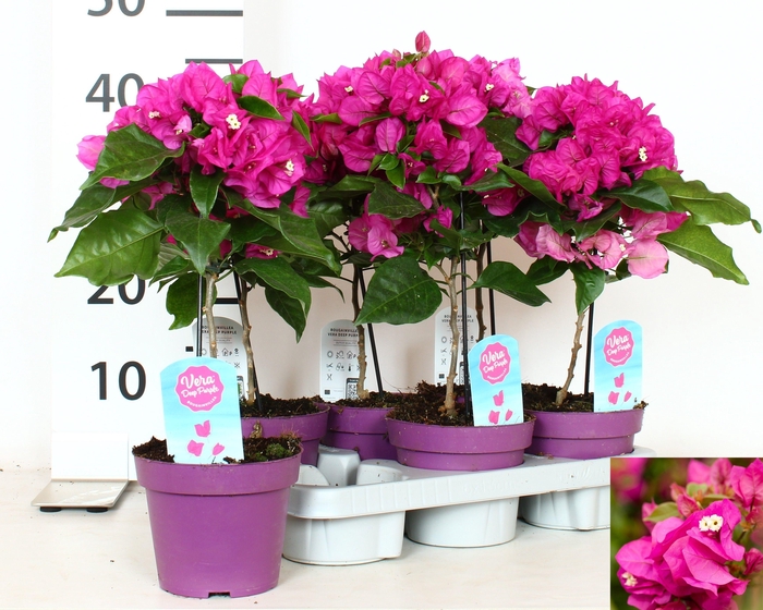 <h4>BOUGAINV VERA D P IM</h4>
