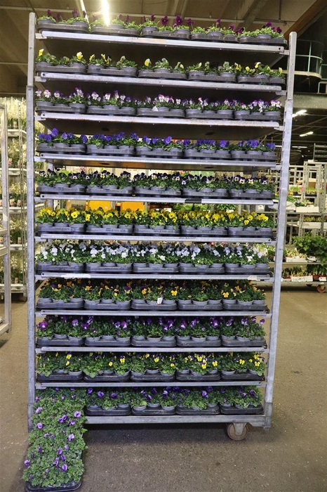 <h4>arr8 Vio Co Mixk 1 Kleur Per Tray</h4>