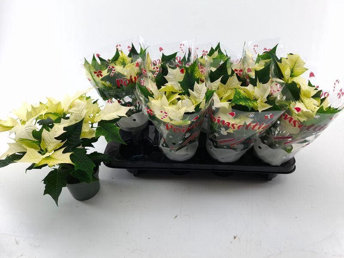 <h4>EUPHOR P ALASKA</h4>