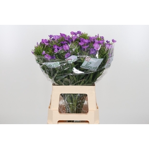 Phlox Van Gogh