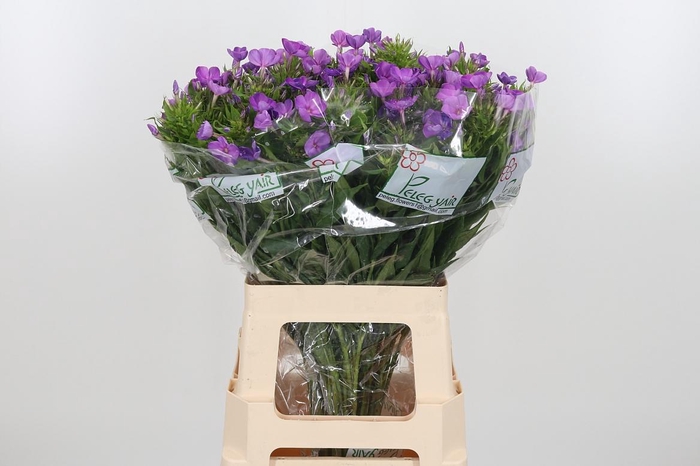 <h4>Phlox Van Gogh</h4>