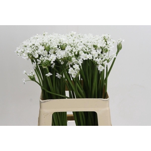 ALLIUM NEAPOLITANUM 'FLOCON'