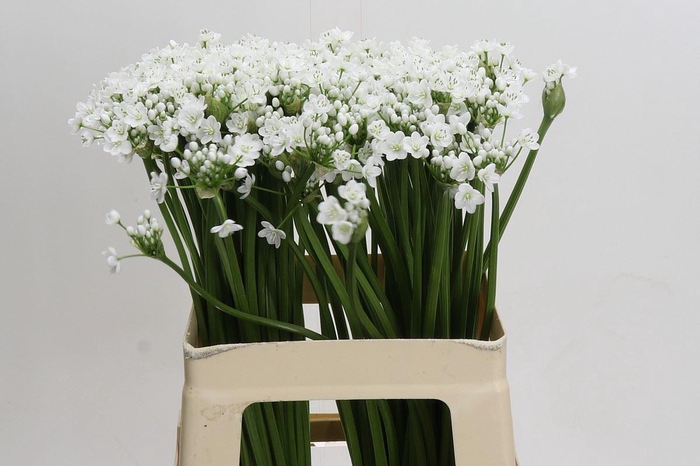 <h4>ALLIUM NEAPOLITANUM 'FLOCON'</h4>