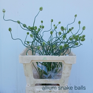 ALLIUM OV