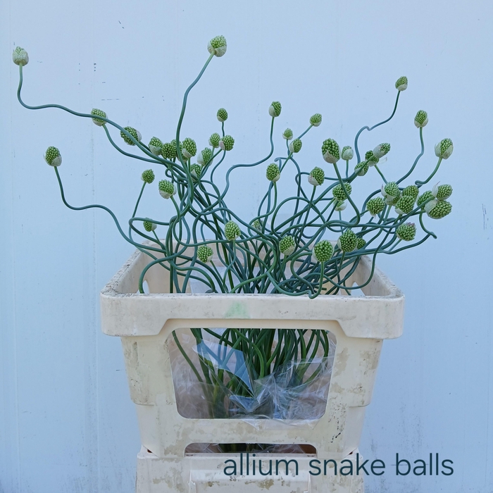 <h4>ALLIUM OV</h4>