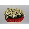 Hypericum Cool Romance