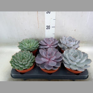Echeveria   ...mix