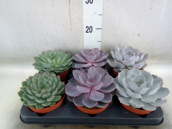 <h4>Echeveria   ...mix</h4>