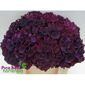 HORT MAG RUBYRED AUBERGINE HYDR M M