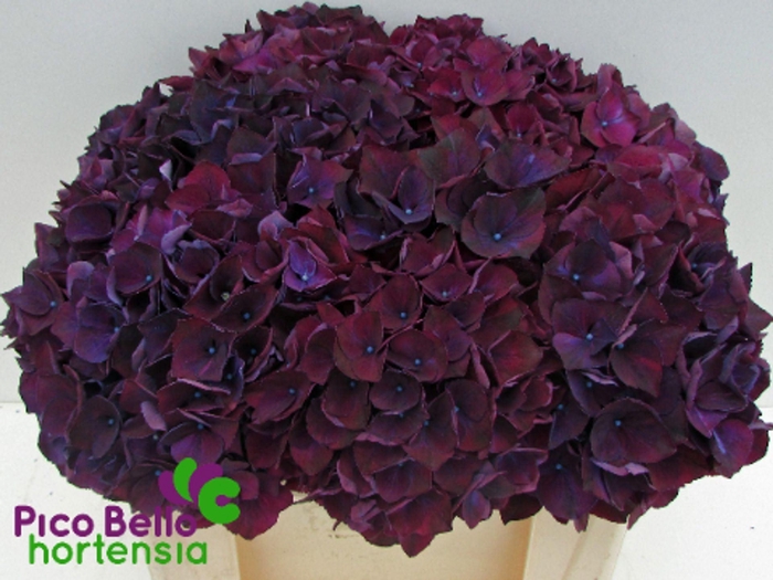 <h4>HORT MAG RUBYRED AUBERGINE HYDR M M</h4>