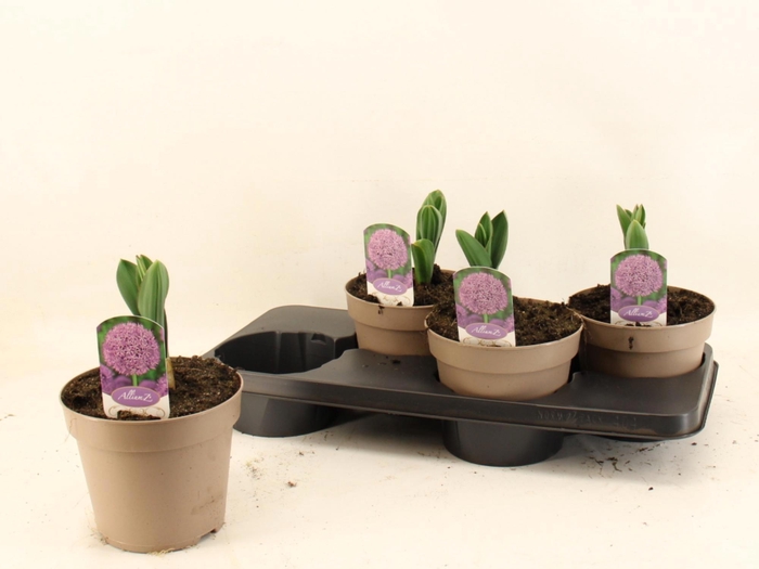 <h4>ALLI GIGANTEUM</h4>