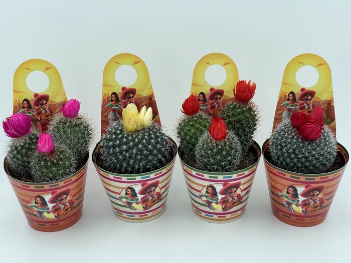 <h4>CACTUS GEM</h4>