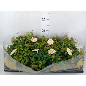 Peperomia  'Pepperspot'