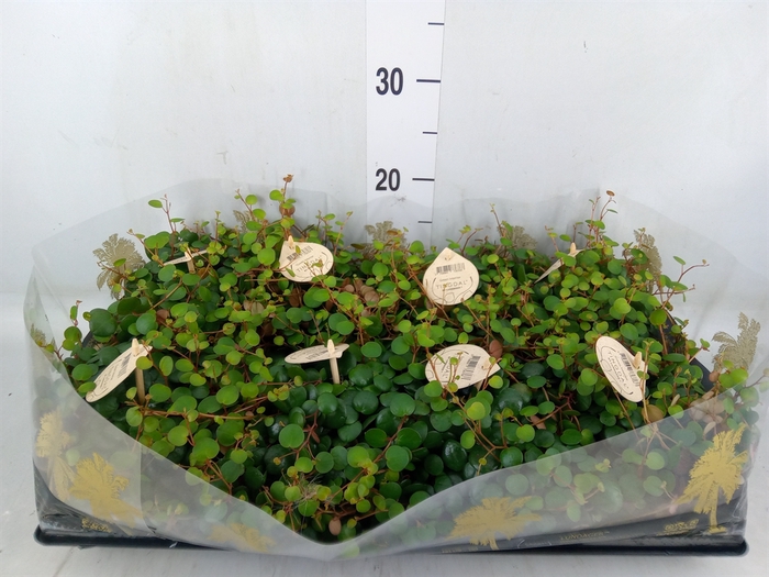 <h4>Peperomia  'Pepperspot'</h4>