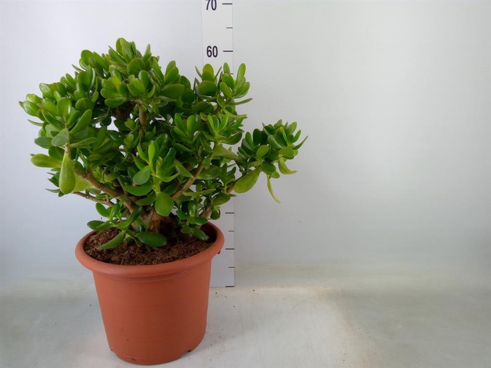 <h4>Crassula ovata</h4>