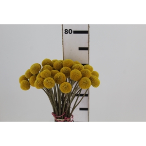 CRASPEDIA 070 CM