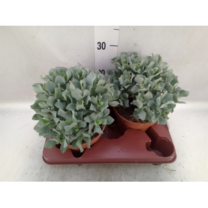 Crassula arborescens subsp. undilat