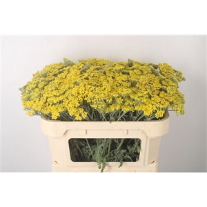 Achillea Moonshine