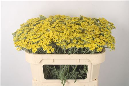 <h4>Achillea Moonshine</h4>