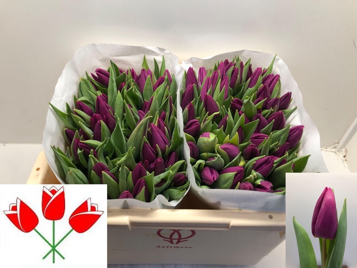 <h4>TU EN PURPLE PRINCE</h4>