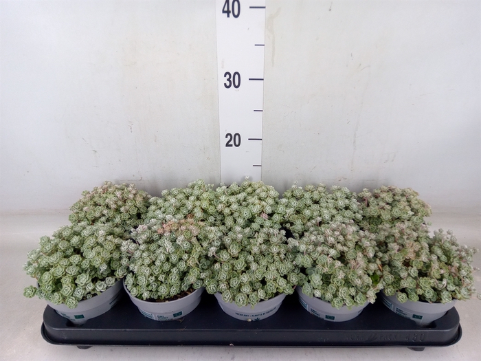 <h4>Sedum spathulifolium 'Cape Blanco'</h4>