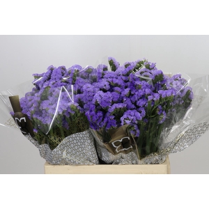 Limonium Sinuatum Mermaid Wings
