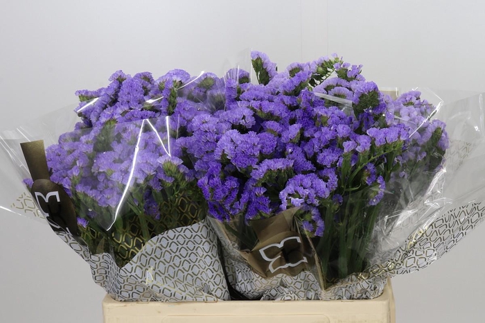 <h4>Limonium Sinuatum Mermaid Wings</h4>