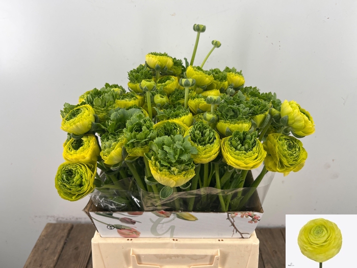 <h4>RAN AAZUR LEMON</h4>