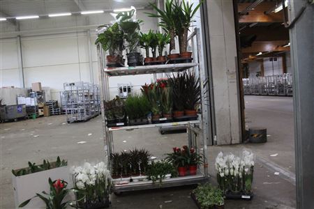 <h4>136x1 **aanb** Kamer Plant Mix Pm 8-19</h4>