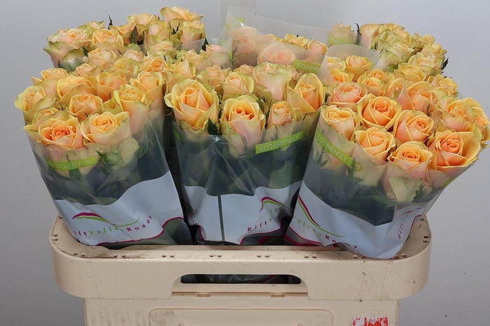 <h4>R Gr Alchemy</h4>