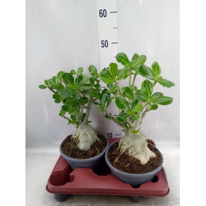 Adenium obesum