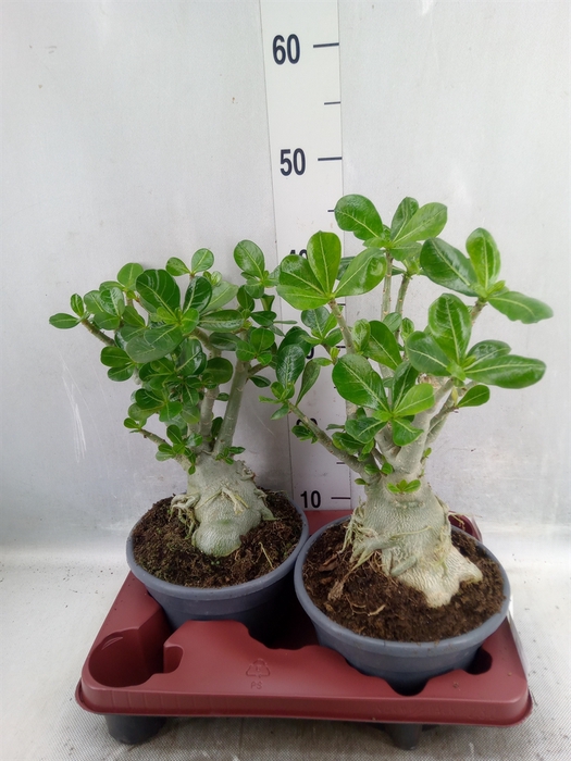 <h4>Adenium obesum</h4>