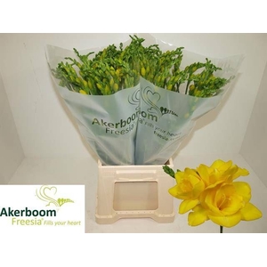 Freesia du Soleil
