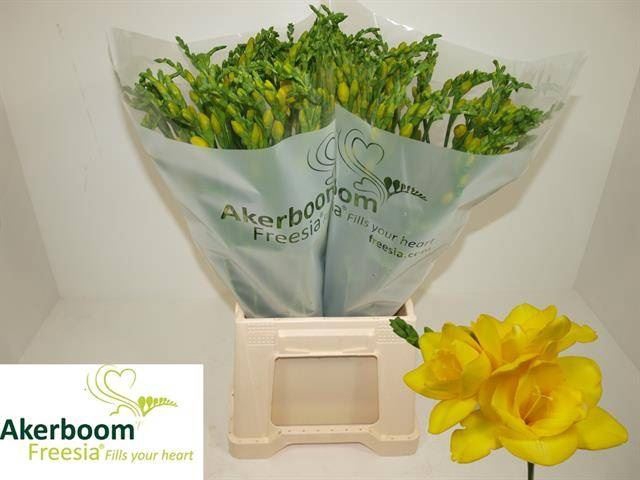 <h4>Freesia du Soleil</h4>