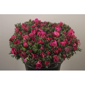 Anemone Fr. Fuchsia