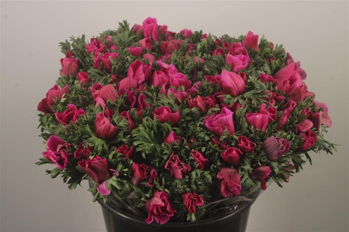 <h4>Anemone Fr. Fuchsia</h4>