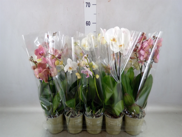 <h4>Phalaenopsis   ...mix</h4>