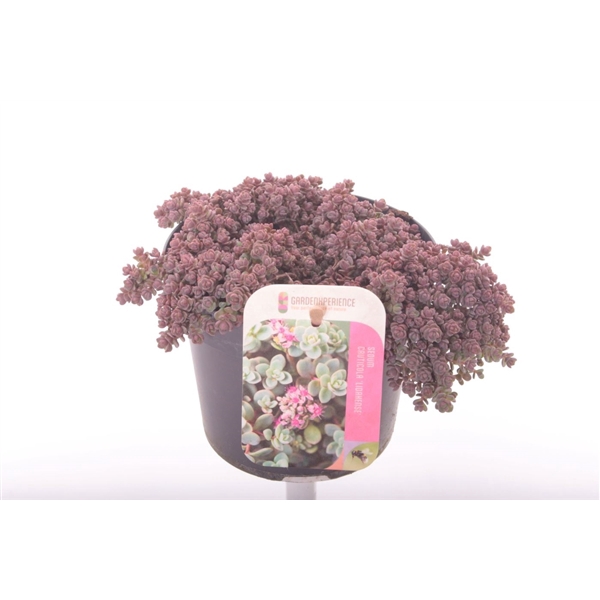 <h4>Sedum cauticola Lidakense</h4>