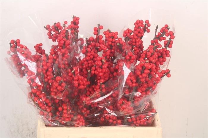 <h4>Ilex Mag Amarant</h4>