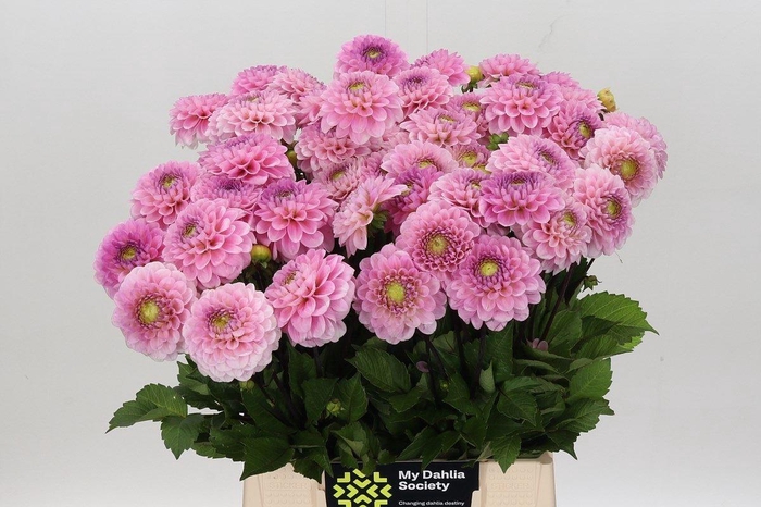 <h4>DAHLIA  'WIZARD OF OZ'</h4>