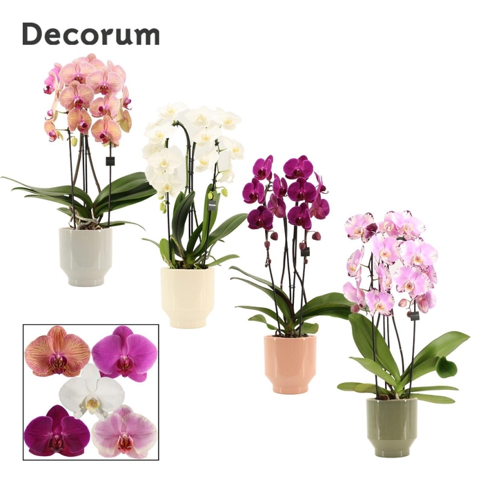<h4>Phalaenopsis cascade 2 tak mix in Pato (Deco collection)</h4>