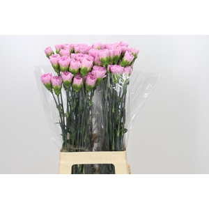Dianthus St Clearwater