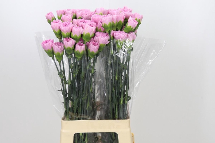 <h4>Dianthus St Clearwater</h4>