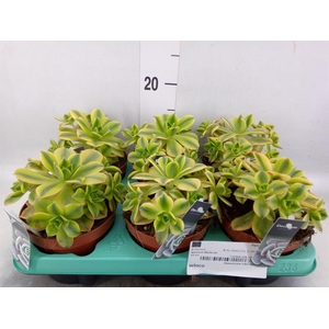 Aeonium   ...