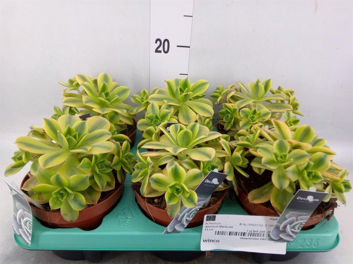 <h4>Aeonium   ...</h4>